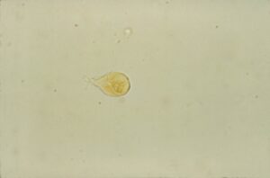 犬や猫の下痢の原因は寄生虫？顕微鏡でしか見えない寄生虫である原虫をご紹介します！